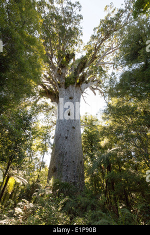 Nouvelle Zélande 2013-2014. Waipoua Kauri Forest, Northland. Tane Mahuta, plus grands arbres kauri. Banque D'Images