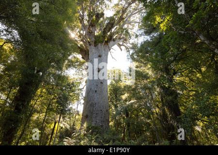 Nouvelle Zélande 2013-2014. Waipoua Kauri Forest, Northland. Tane Mahuta, plus grands arbres kauri. Banque D'Images