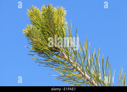 Direction générale de l'arbre de pin avec aiguilles vert frais Banque D'Images