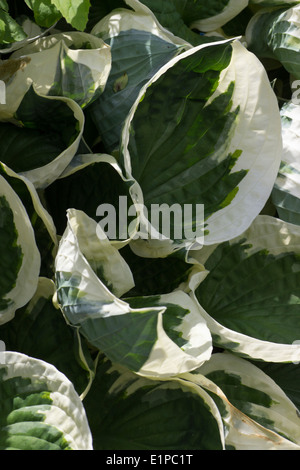 Feuilles panachées de blanc Hosta 'Patriot' Banque D'Images