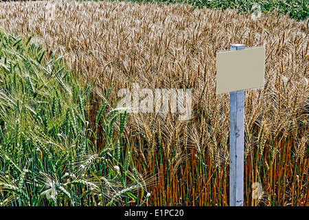 Le blé et l'orge fertile dans une station de recherche agricole. Banque D'Images