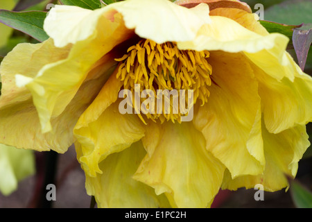 Gros plan d'une seule fleur de la pivoine arbustive, Paeonia 'Helene Martin' (groupe lutea) Banque D'Images