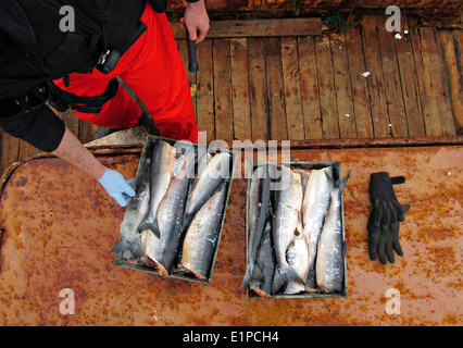 Les inventaires de l'équipage de la Garde côtière américaine à bord du saumon des bateaux de pêche chinois Yin Yuan arraisonné et détenues pour la pêche illégale au filet dérivant dans l'océan Pacifique Nord le 3 juin 2014. Banque D'Images