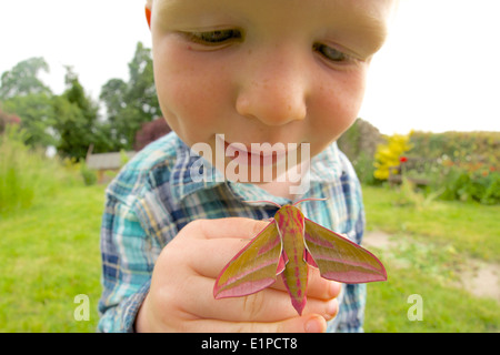 Tout-petit éléphant avec hawk moth Banque D'Images