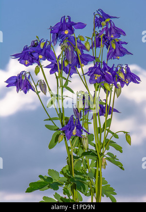 Violet Blooming Larkspur et ciel nuageux Banque D'Images