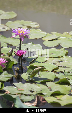 Fleurs de lotus pourpre dans l'étang. Banque D'Images