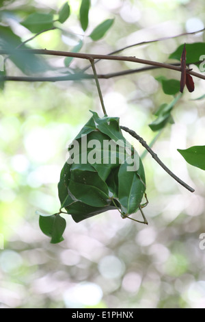 Nid de fourmis rouges sur l'arbre dans la forêt de mangrove. Banque D'Images