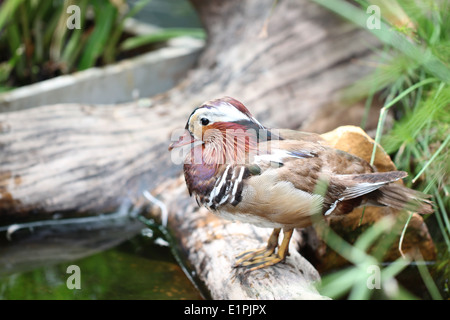 Sarcelle à ailes vertes colorées sur le canard en bois d'étang. Banque D'Images