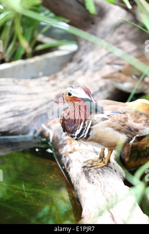 Sarcelle à ailes vertes colorées sur le canard en bois d'étang. Banque D'Images