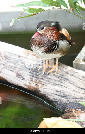 Sarcelle à ailes vertes colorées sur le canard en bois d'étang. Banque D'Images