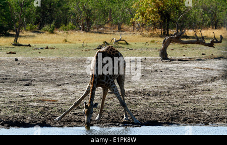 Girafe d'Afrique du Sud de l'Okavango Delta, superbe faune sur safari au Botswana Afrique du Sud Banque D'Images