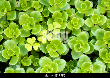 Une plante succulente nommée Stonecrop Crassula ou Banque D'Images