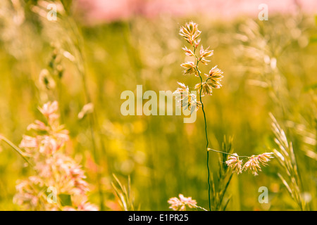 Herbes graminées déplacé par le vent dans un pré sous le chaud soleil de printemps Banque D'Images
