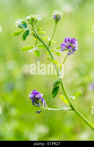 Fleur de trèfle violet dans une prairie jaune sous le soleil du printemps Banque D'Images