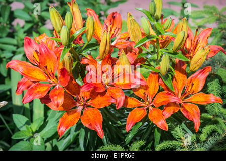 Liliums orange et rouge avec des fougères vert sous le chaud soleil de printemps Banque D'Images