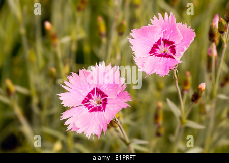 Deux jolis dianthus rose au printemps Banque D'Images