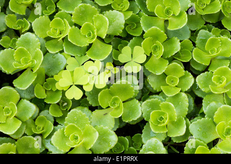 Les feuilles de trèfle au milieu du vert succulent stonecrop Banque D'Images