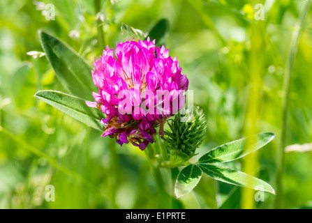 Une fleur de trèfle violet au milieu d'un pré vert, sous un soleil de printemps chaud Banque D'Images