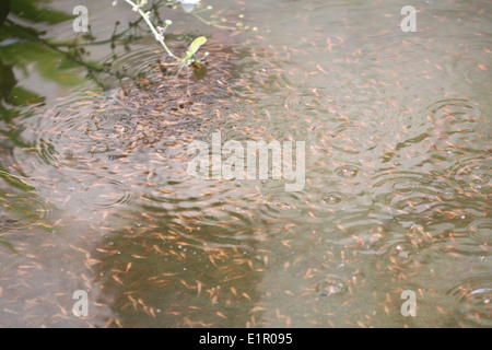 Groupe de tête de serpent poissons dans l'eau. Banque D'Images