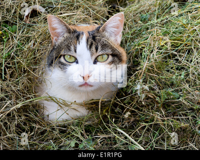 L'écaille aka chat calico. Se cacher dans l'herbe fine. Banque D'Images