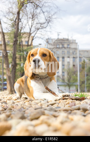 Fier chien beagle couché sur les rochers dans le parc Banque D'Images