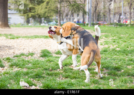 Couple de chiens beagle en jouant sur l'herbe du parc Banque D'Images