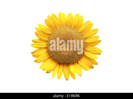 Le tournesol isolé sur fond blanc. Banque D'Images