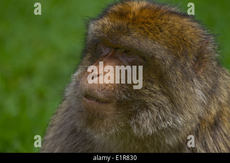 Barbary Macaque Macaca sylvanus. Captive, UK Banque D'Images