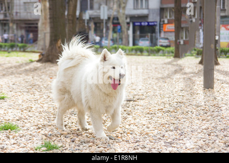 Samoyède chien qui court à l'extérieur du parc en été avec la langue qui sort Banque D'Images