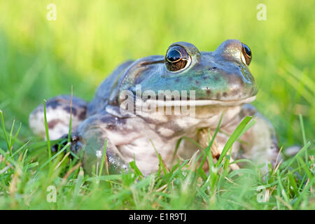 Photo d'un North American Bullfrog assis dans l'herbe verte ; Banque D'Images