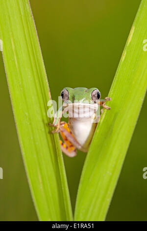 Photo d'une grenouille à pattes orange leaf assis entre reed Banque D'Images