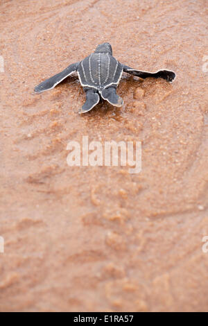 Photo d'une jeune tortue luth sur la plage sur son chemin vers la mer Banque D'Images