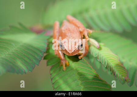 Photo d'une espèce non Dendropsophus microcephalus Banque D'Images