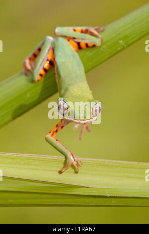 Photo d'une grenouille à pattes orange leaf monter sur reed Banque D'Images