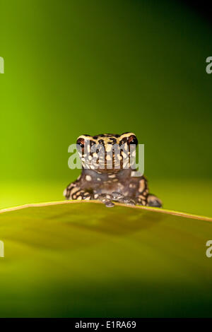 Photo d'un Tukeit frog hill reposant sur une feuille verte sur fond vert Banque D'Images