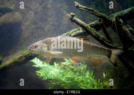 Photo d'un mulet adultes sous branches underwater Banque D'Images