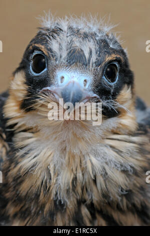 Portrait d'un eurasien juvénile Hobby Banque D'Images