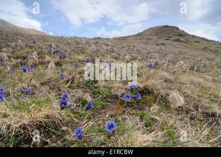 Les Gentianes togethe Clusius floraison au printemps avec des fleurs sur l'anémone pulsatille pré alpin peu après la neige a disparu Banque D'Images