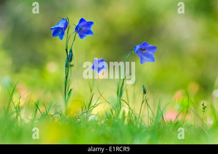 Campanula Scheuchzeri dans une prairie alpine en Autriche Banque D'Images