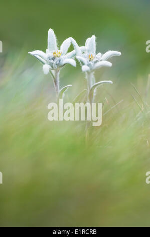 Close-up d'Edelweiss en Autriche Banque D'Images