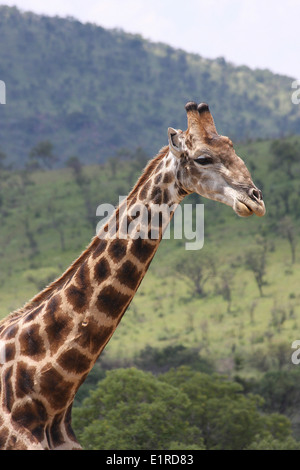 Girafe (Giraffa camelopardalis), Parc National de Pilansberg, près de Rustenberg, Afrique du Sud Banque D'Images