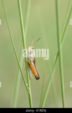 Stauroderus scalaris perché entre grassstems Banque D'Images