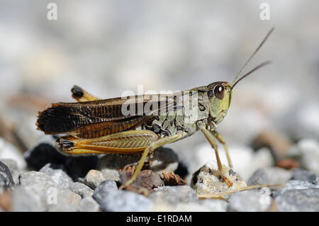 Stauroderus scalaris perché sur le terrain Banque D'Images
