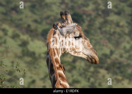 Girafe (Giraffa camelopardalis), Parc National de Pilansberg, près de Rustenberg, Afrique du Sud Banque D'Images