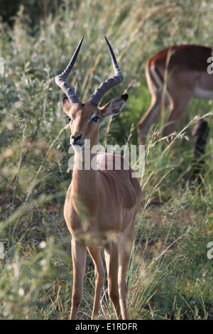 Ram Impala (Aepyceros melampus), Parc National de Pilansberg, près de Rustenberg, Afrique du Sud Banque D'Images