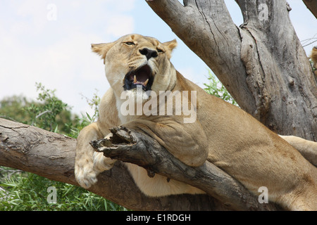 La lionne se détendre dans un arbre, au Rhino et Lion Nature Reserve, près de Pietersburg, Pretoria, Afrique du Sud Banque D'Images