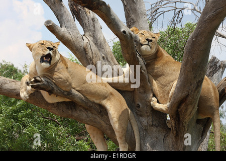 Deux Lionnes se détendre dans un arbre, au Rhino et Lion Nature Reserve, près de Pietersburg, Pretoria, Afrique du Sud Banque D'Images