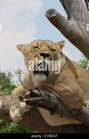 La lionne se détendre dans un arbre, au Rhino et Lion Nature Reserve, près de Pietersburg, Pretoria, Afrique du Sud Banque D'Images