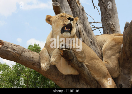 La lionne se détendre dans un arbre, au Rhino et Lion Nature Reserve, près de Pietersburg, Pretoria, Afrique du Sud Banque D'Images