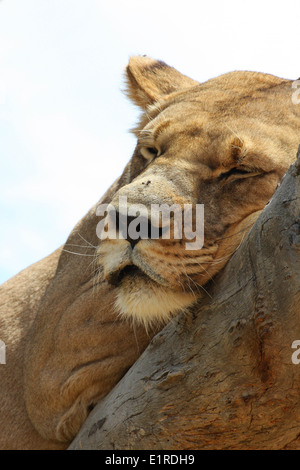 La lionne se détendre dans un arbre, au Rhino et Lion Nature Reserve, près de Pietersburg, Pretoria, Afrique du Sud Banque D'Images